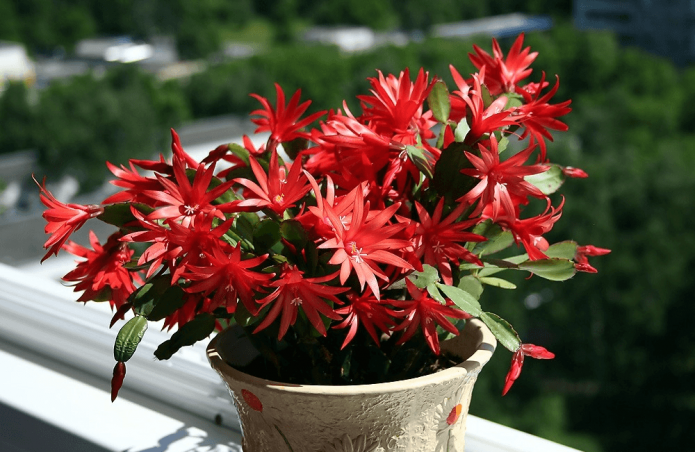 Декабристкото