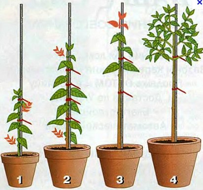 Печат здравец