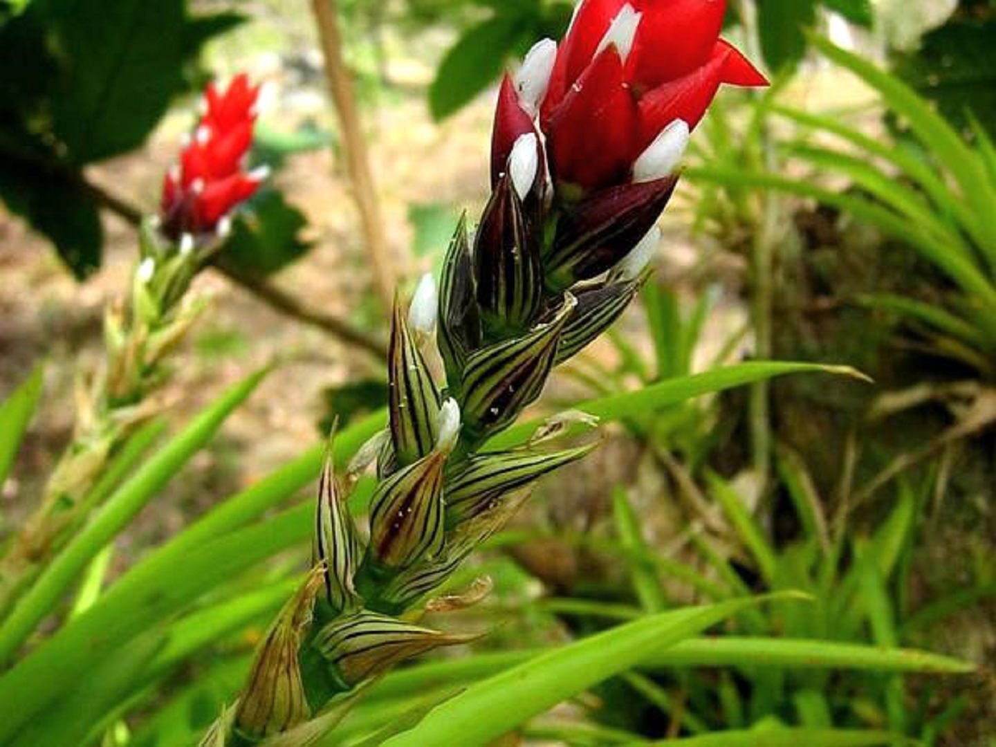 Guzmania