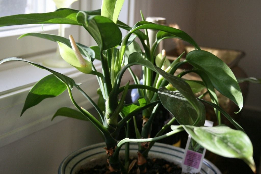 Aglaonema