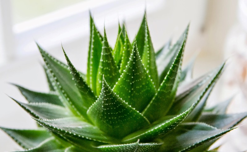 Aloë vera