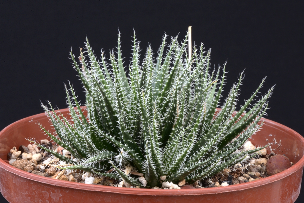 Алое достоен