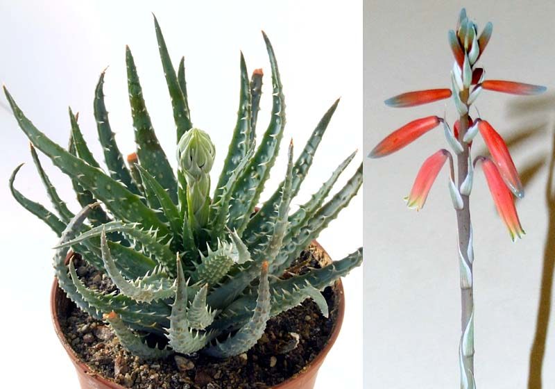 Алое Хумилис