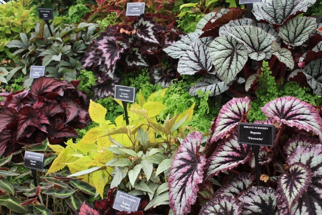 Begonias are decorative and deciduous