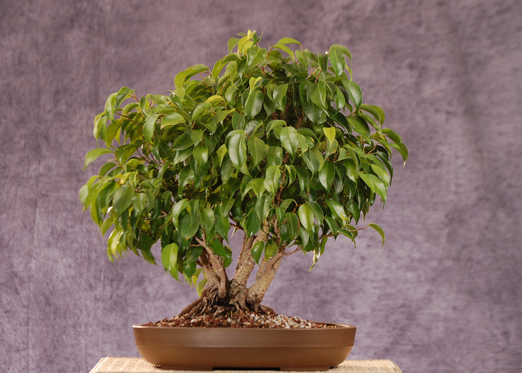 вид индийска смокиня