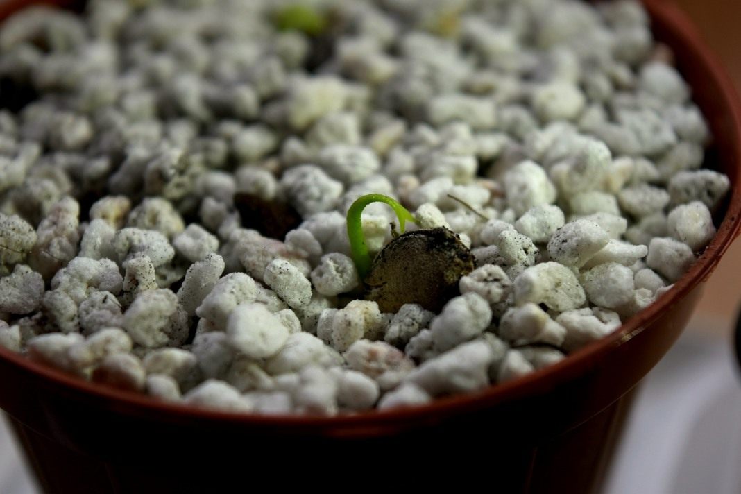 Gehackt Mandarijnzaad