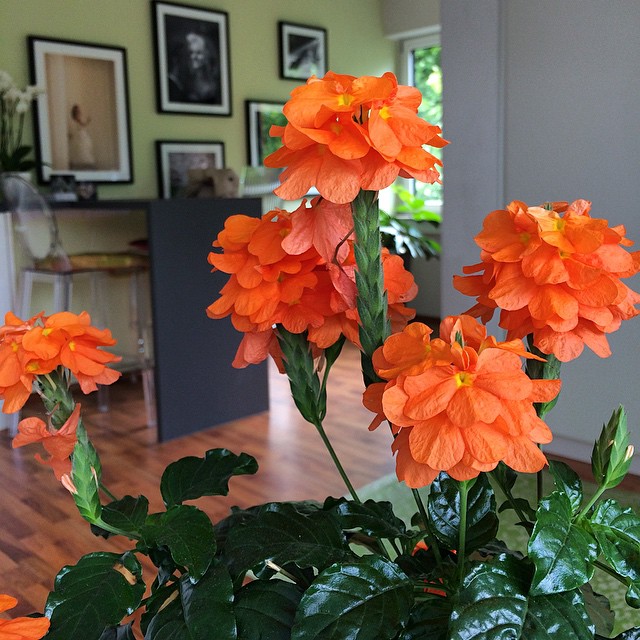 Crossandra banguotas