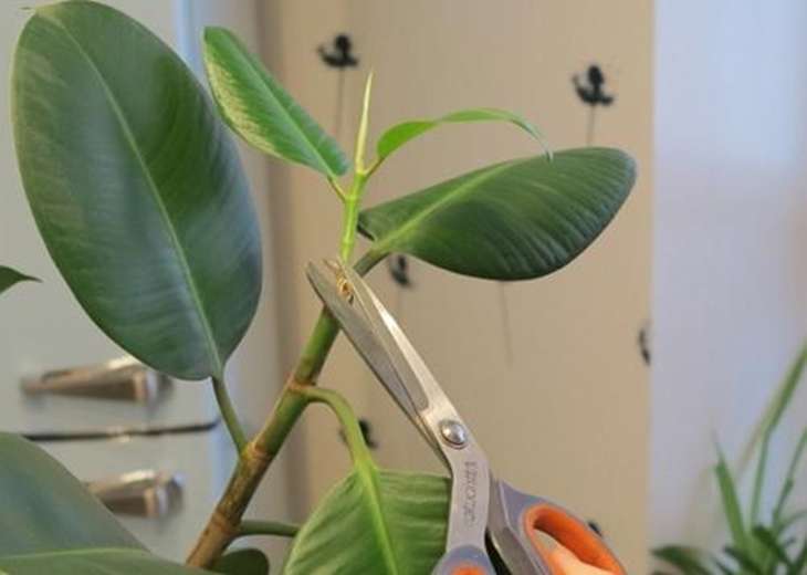 Quá trình cắt tỉa Ficus