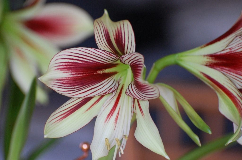 Hippeastrum