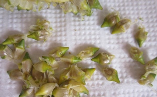 Spathiphyllum dauginimasis