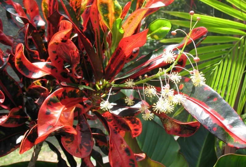 Croton nở hoa