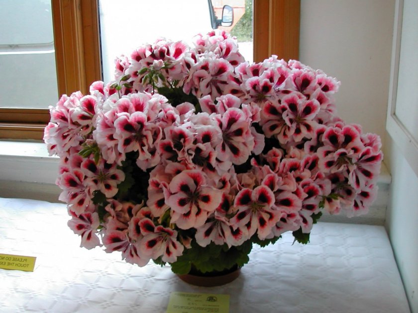 Царски пеларгоний