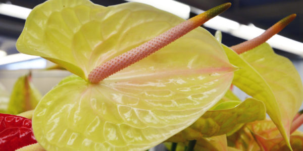 осветление