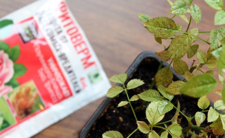 Лечение с рози