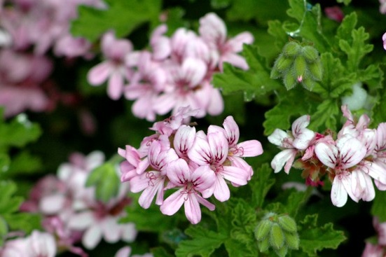 Ароматна пеларгония