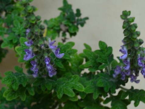 Plectranthus eikenblad