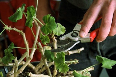 Провеждане на резитба