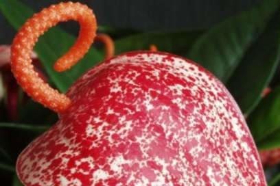 Антуриум Бейкър