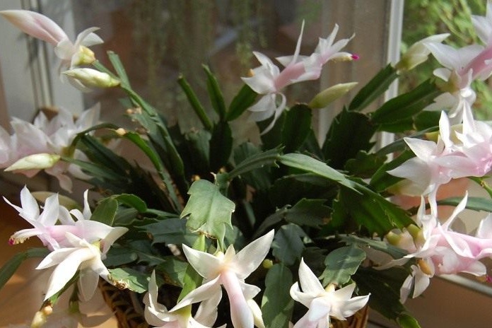 Flowering decembrist