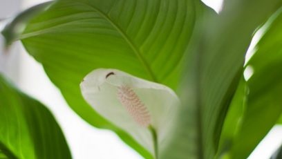 Spathiphyllum priežiūra namuose
