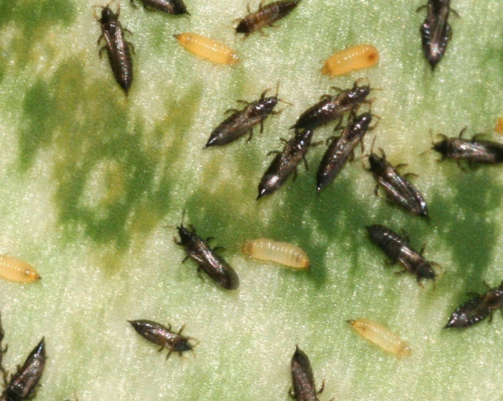 Thrips