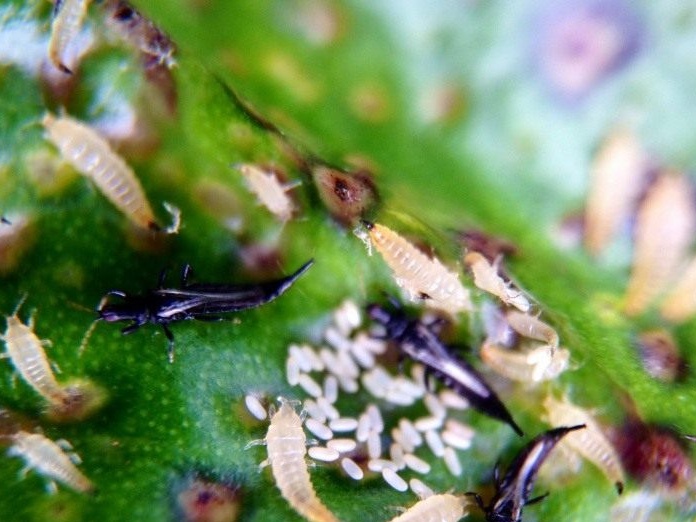 дребно насекомо вредител