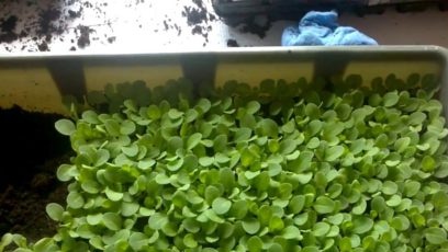 khi nào trồng cây dã yên thảo