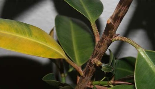 Пожълтяване на листата