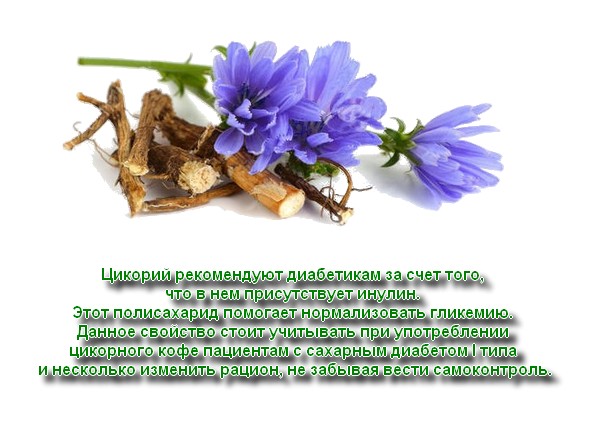 Цикория за диабет