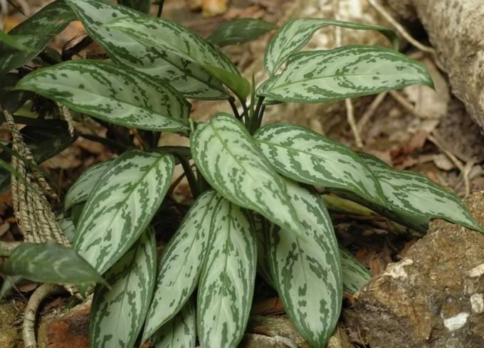 Aglaonema