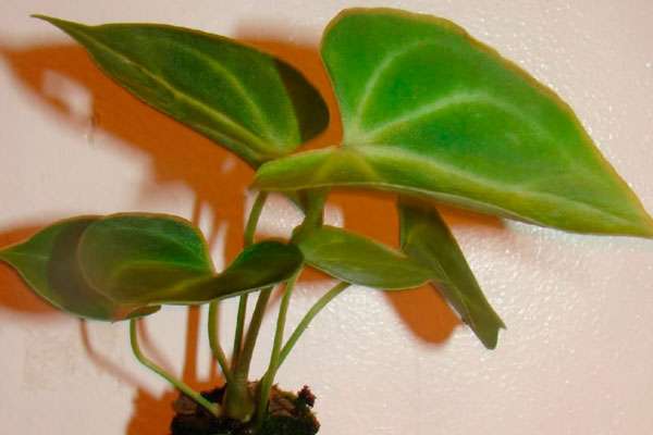 Какво да направите веднага след закупуване на растение