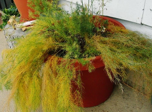 Geltonumo priežastys