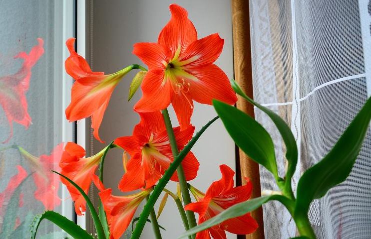 Hippeastrum