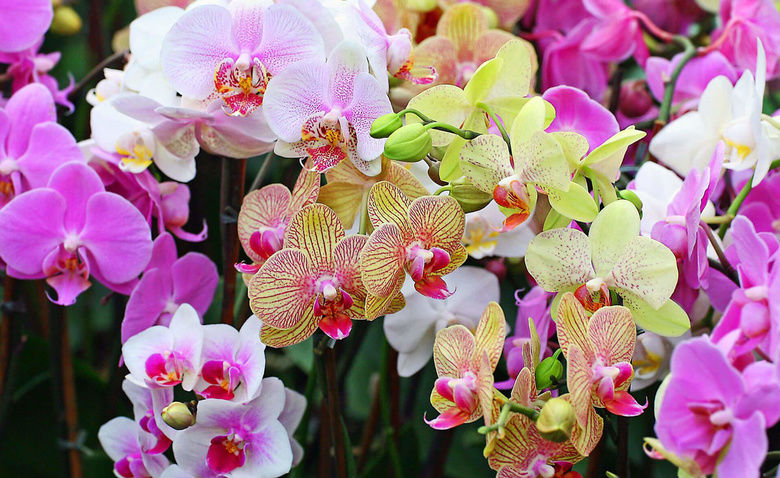 Phalaenopsis