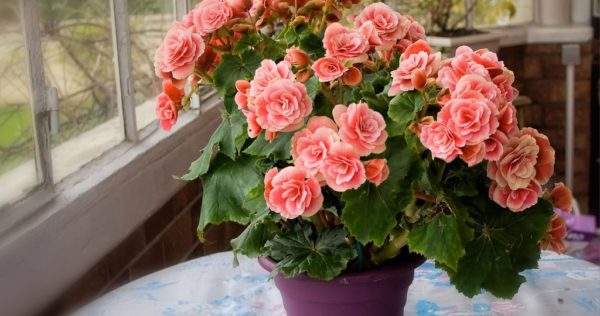 осветление