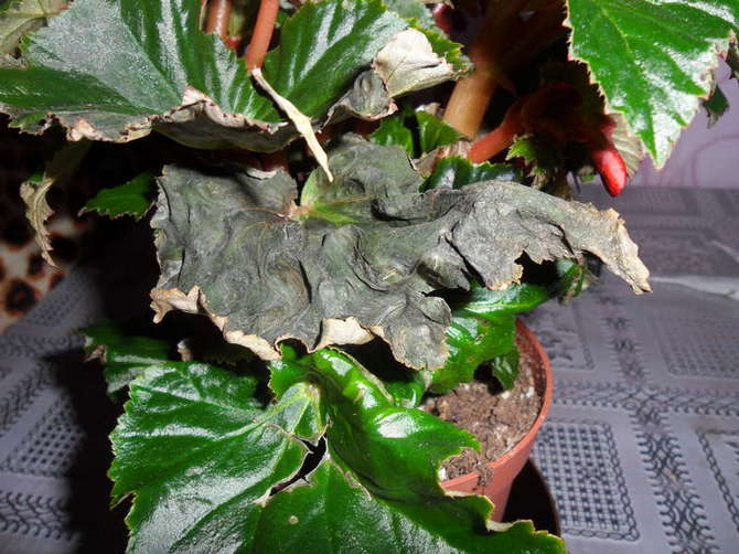 Заболяването