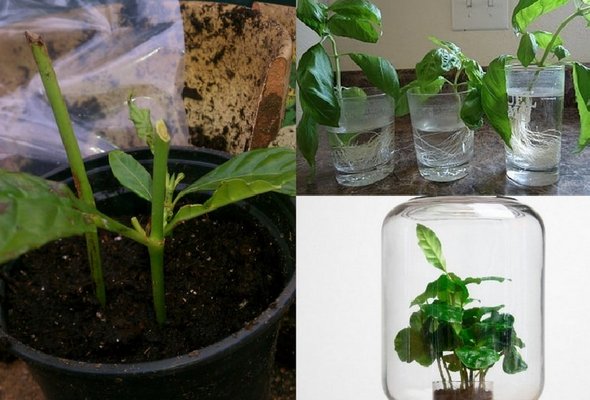 Nhân giống bằng giâm cành