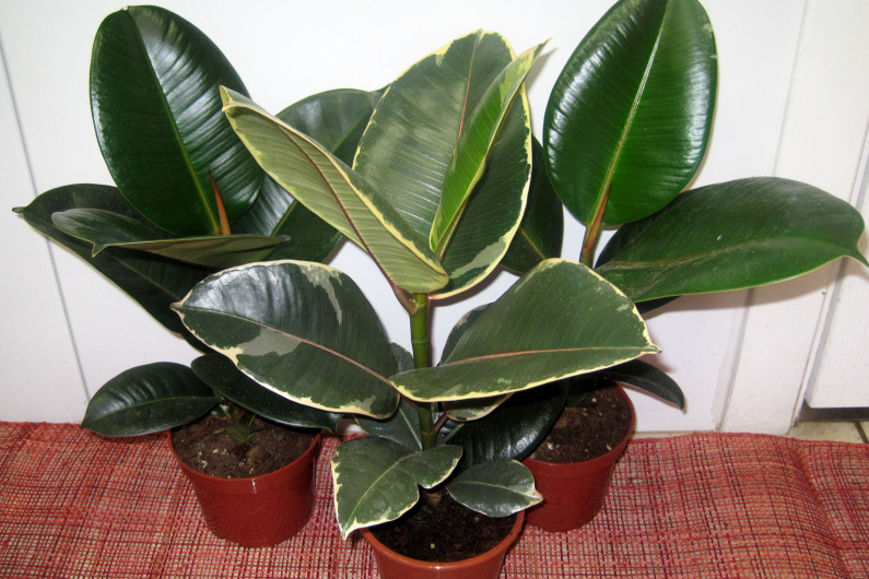 вид индийска смокиня