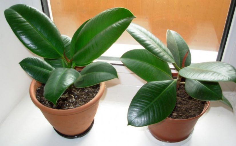 вид индийска смокиня