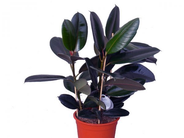 Черен принц