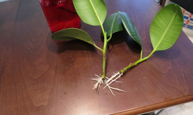 Покълнали резници