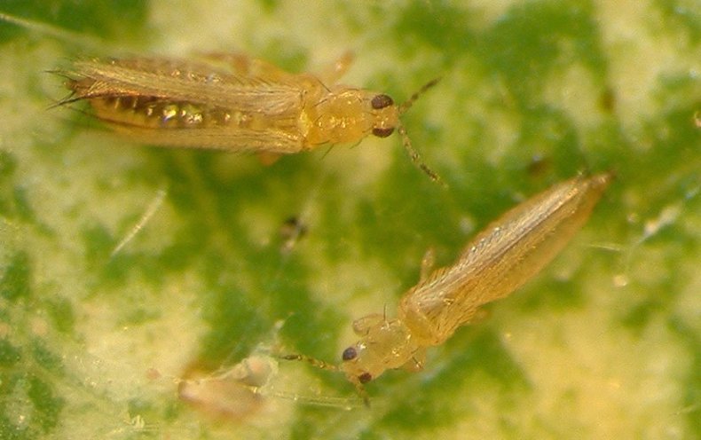 Thrips