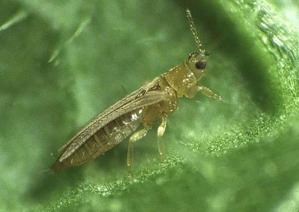 Thrips