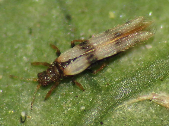 Thrips