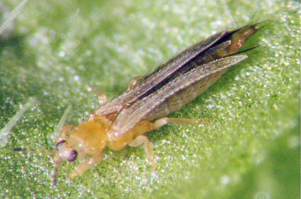Thrips