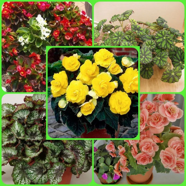 Сортове бегония