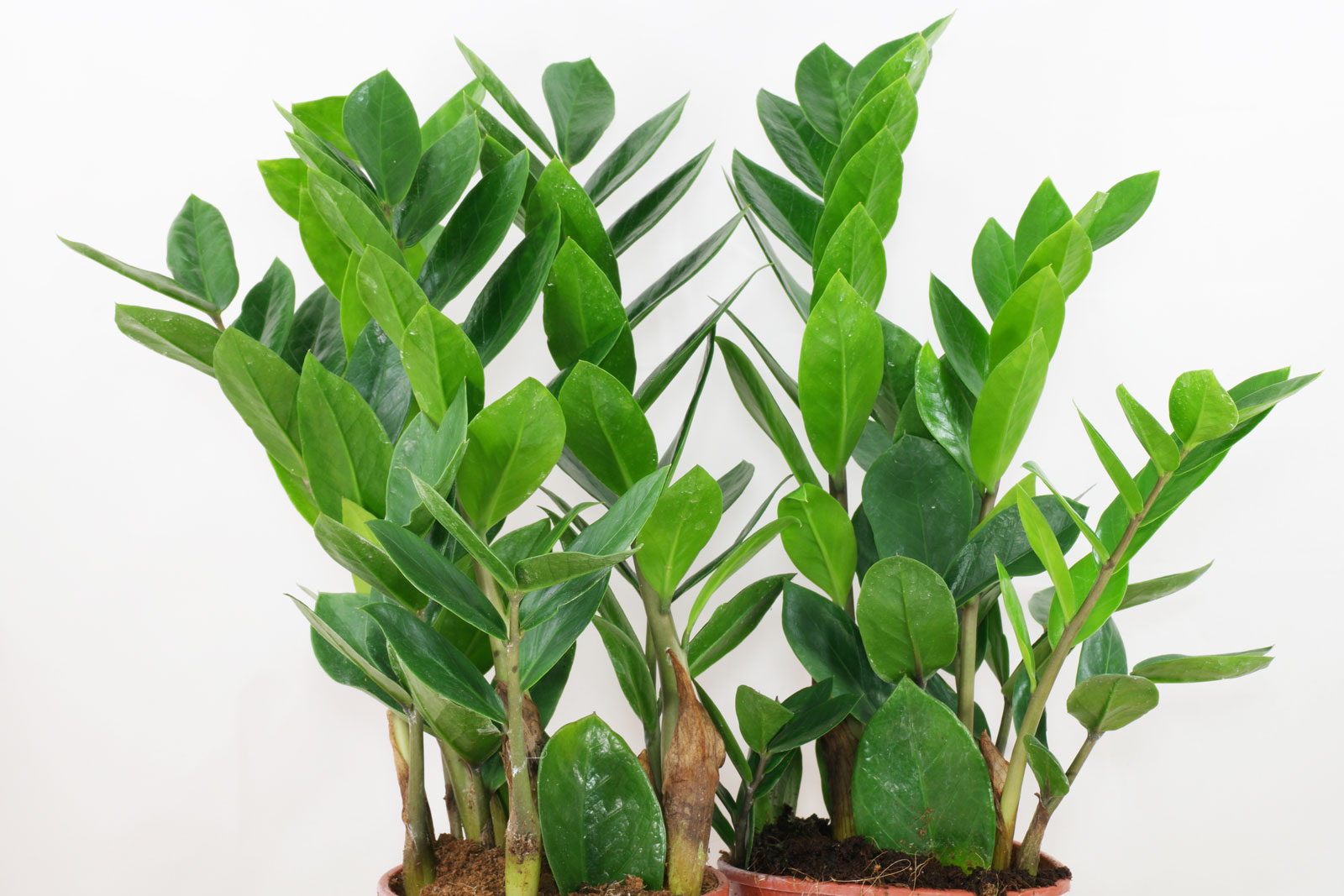 Zamioculcas