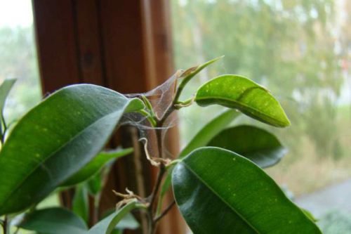 обработване