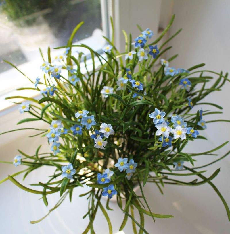 Саксийни растения