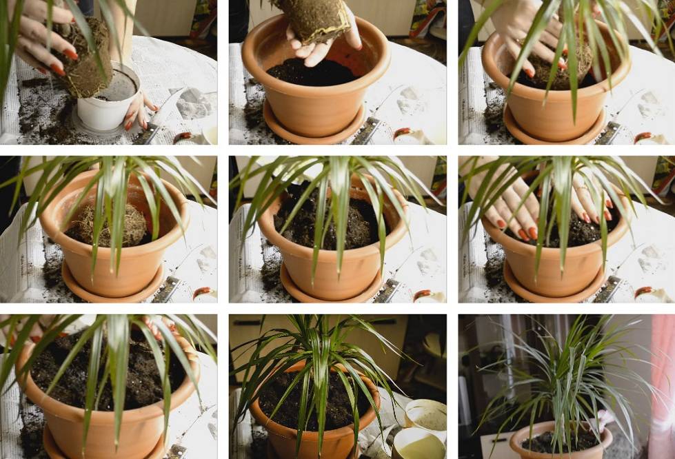 Етапи на трансплантация